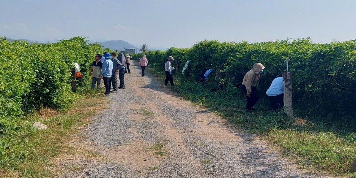 Hội viên nông dân đang tham quan trang trại
